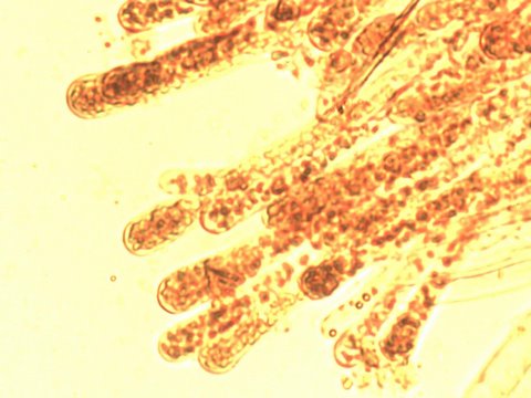 Escursione in Carnia